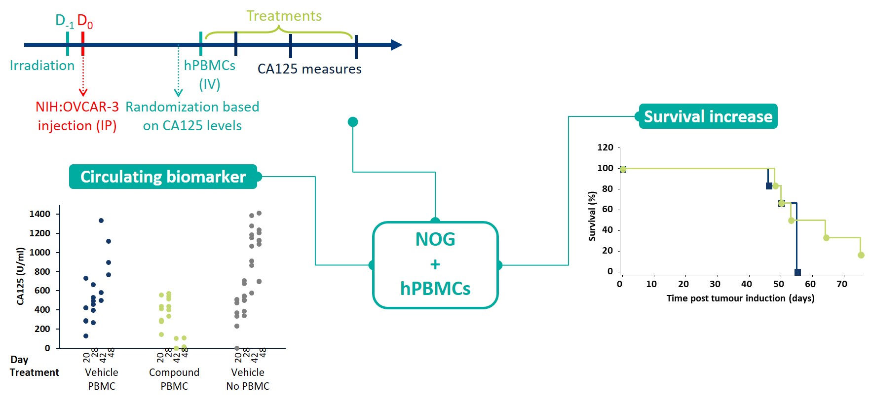 Humanization - OVCAR3 in PBMC-humanized NOG mice treated with bispecific