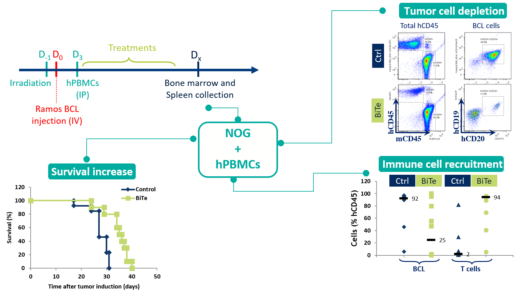 Humanization - Ramos Bcell lymphoma in PBMC-humanized NOG mice treat with bispecific antibody
