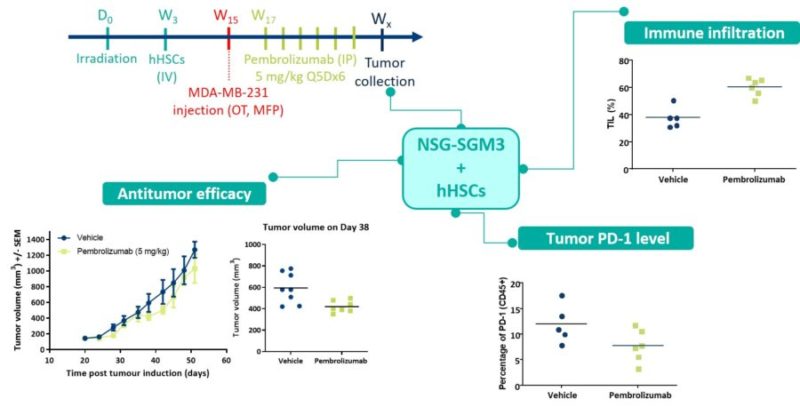 Immuno-Oncology MDA-MB-231 tumor model in humanized NSG-SGM3 mice