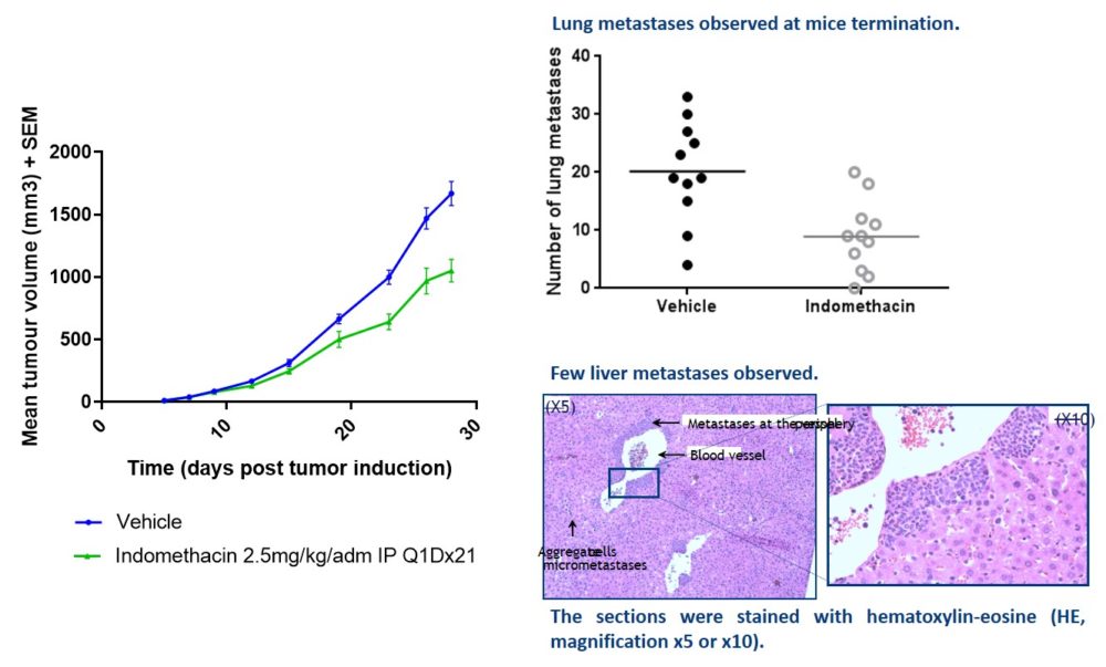 Monitoring of primary 4T1 tumor and distant tumors (metastases - macroscopic analysis & histochemistry) after treatment