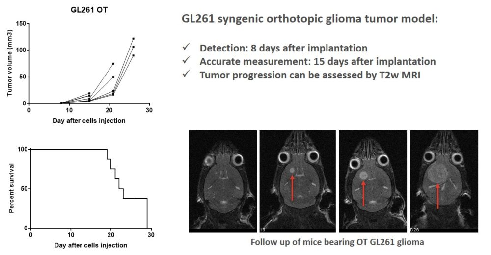 Survival and tumor growth evaluated by MRI GL261 orthotopic brain tumor bearing mice