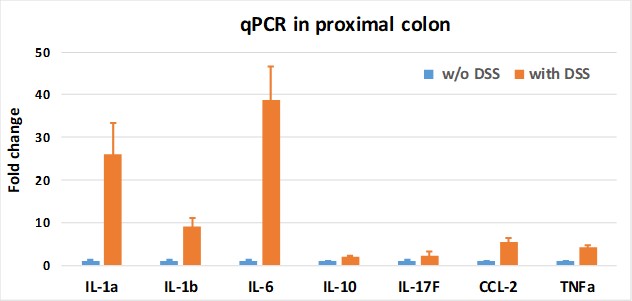Gut models - Cytokine expression colon qPCR DSS colitis model