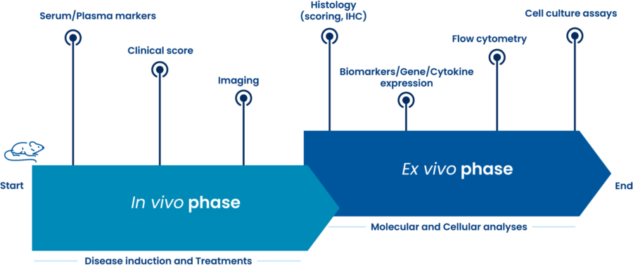 Typical preclinical study design for inflammation models