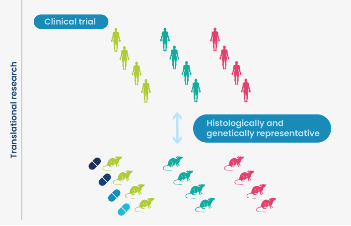 Visual translatability of PDX models SMPT and clinical trials