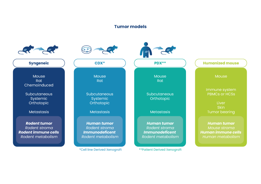 Overview of syngeneic, CDX, PDX and humanized mouse preclinical tumor models comparing species, implantation methods and immune characteristics.