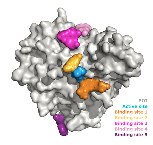 surface representation of protein-fragment structures. HT throughput soaking platform enabled the determination of multiple fragment-bound structures and identification of multiple binding sites.