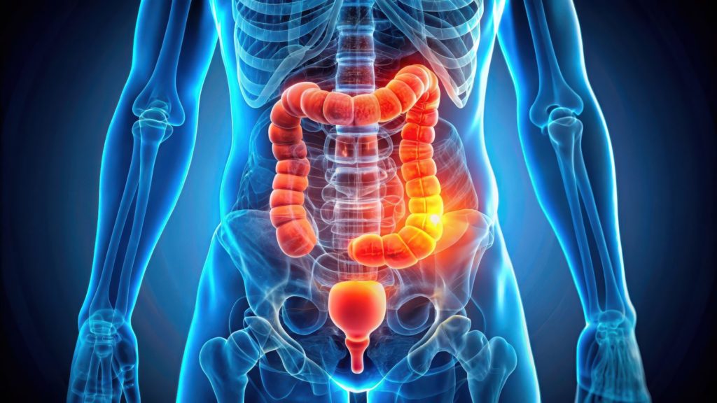 A graphic representation of the human body in x-ray, with the gastrointestinal system highlighted